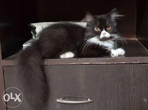 Bicolor semi punch persian female...4 month old...