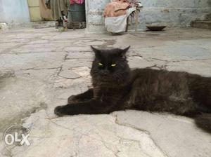 Black Pure Persian heavy breed 11 months old