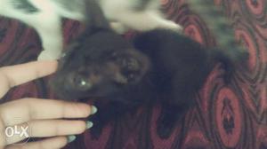 Black male cat and black&white female cat one