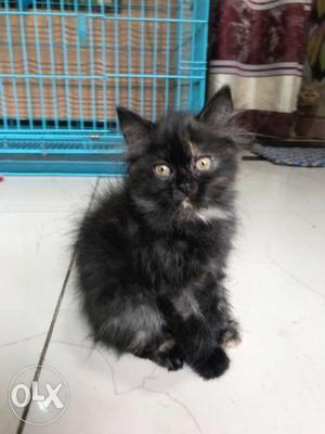 Black n gold colour persian kitten of 2 months