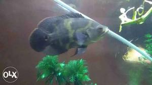 BlackOscrfish size 5 inch