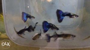 Blue E agle Guppy Fish