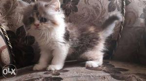 Calico kitten available 40 days old