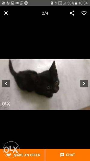 Cat black 25 day old good call me