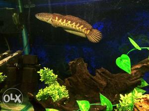 Channa nna Aurantimaculata fish 10 inch for sale