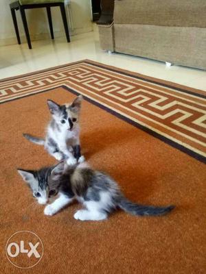 Cute little kittens to be given to the family or