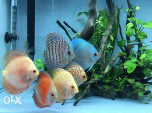 Display lot of 8 Discus fish for sale. Rate 