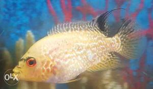 Divine aquarium albino Flowerhorn baby at just