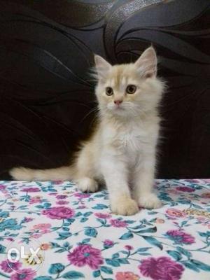 Doll face persian kitten