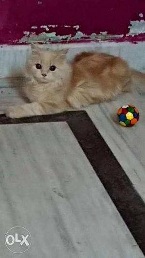 Doll face persian male cat very friendly and