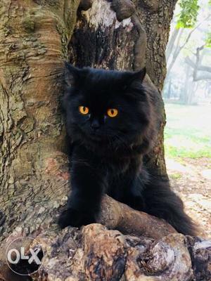 FOR MATING ONLY. 1.5 year black Persian cat. HBR LAYOUT.