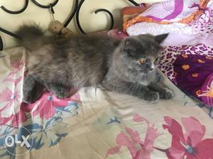 Female Persian cat gry color