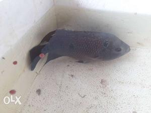 Female flowerhorn fish 12inch very healthy and