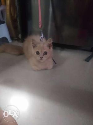 Female persian cat 3.5months old