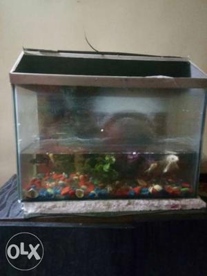 Fish Tank including 4 Fishes Gold Fish And Grey
