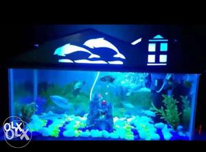 Fish aquarium 2x1 (without fish)