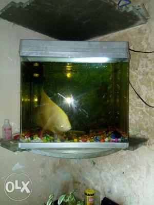 Fish tank..stone and power filter