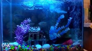 Fish tank with accesorios