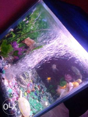Fish tank without fish last price 800