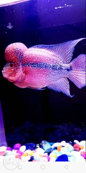 Flower horn fish 6inch