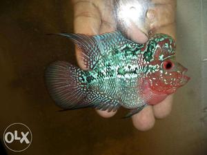 Flowerhorn