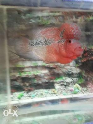 Flowerhorn at in the name of god special