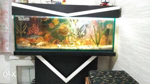 Four feet fish aquarium,cabinet, fishes with two months feed