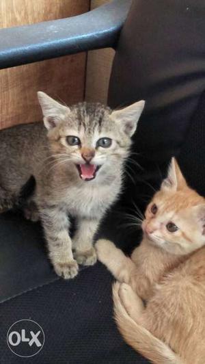 Free Two Gray And Orange Tabby Cat S