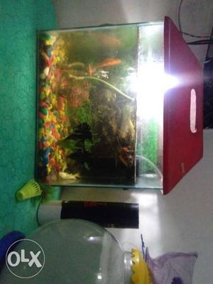 Full compleate aquriam and 9 beautifull fish and