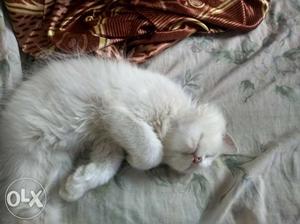 Full white persian female cat