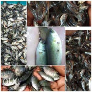 Gift tilapia, anabus, Nutter, vala, Rs:3/-. All
