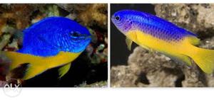 Gold belly damselfish for sale