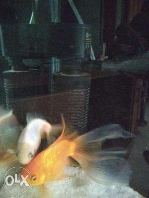 Gold fish pair for sale