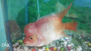 Golden base flowerhorn fish