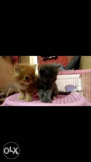 Golden white grey persion kittens r avalable in very