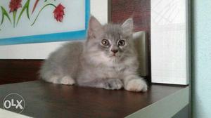 Gray colour female Persian kitten for sale. 62