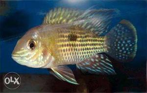 Greenterror fish size 2 inch
