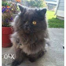 Grey Persian cat for sale