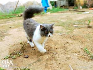 Grey and white persian cat for mate