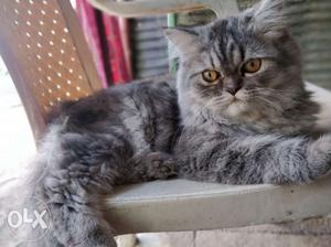 Grey persian cat with semi-punch face. Price
