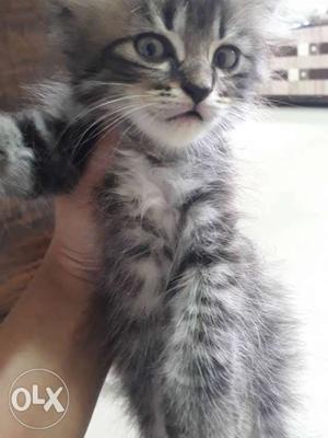 Grey tabby healthy and Active 2 months old
