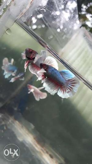 Half-Moon Dumbos for sale. 4 months old bettas.