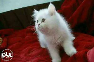 Healthy and cute little parsion kitten