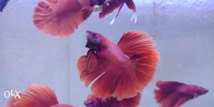 High Quality Male Bettas Availabe.