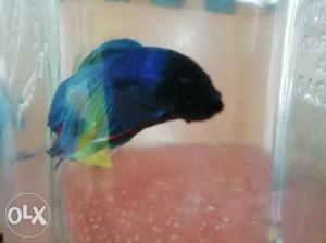 High quality betta fish available more details