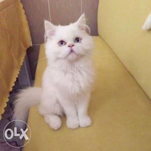 Homely breed pure white persian kitten for sell