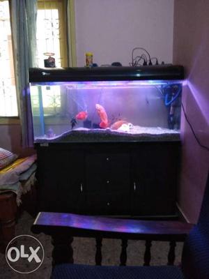 Huge Aquarium 6 months old with all exotic fishes
