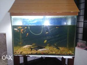 I can URGENTLY sell my fish tank with 1 power