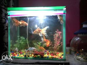 I sell my fish aquarium with many colours stone
