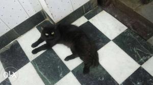 I selling my mail black cat